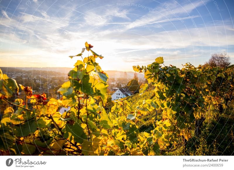 Winterthur Environment Nature Landscape Yellow Gold Green Sky Moody Sunset Vine Town Autumn Warmth Colour photo Exterior shot Deserted Copy Space top Evening