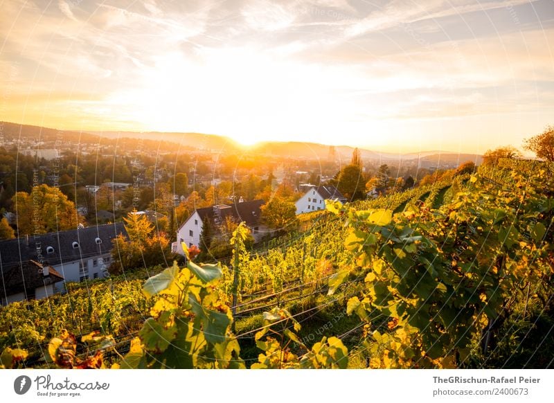 Winterthur Sky Yellow Gold Green Switzerland Moody Autumn Cute Sun Back-light Sunset Wine Vineyard Colour photo Exterior shot Copy Space top Evening Twilight