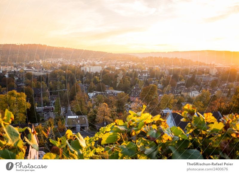 Winterthur Environment Nature Landscape Multicoloured Yellow Gold Green Sunset Moody Back-light Autumn Leaf Plant Tree Town Vine Colour photo Exterior shot