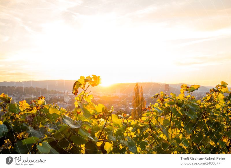 Autumn mood Nature Landscape Brown Yellow Gold Green Winterthur Vine Sunset Back-light Moody Colour photo Exterior shot Deserted Copy Space top Evening Twilight