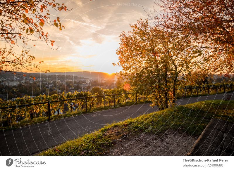 Sunset Environment Nature Brown Yellow Gold Autumn Moody Winterthur Back-light Lanes & trails Vantage point Colour photo Exterior shot Deserted Copy Space top