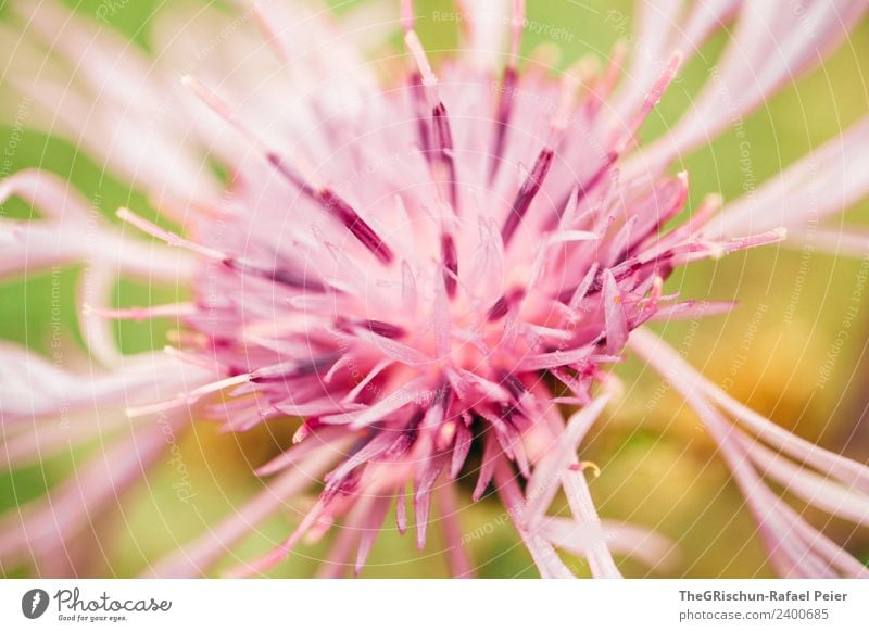 flower Plant Green Violet Pink Flower Macro (Extreme close-up) Detail Pistil Blossoming Dye Pattern Structures and shapes Colour photo Exterior shot Close-up