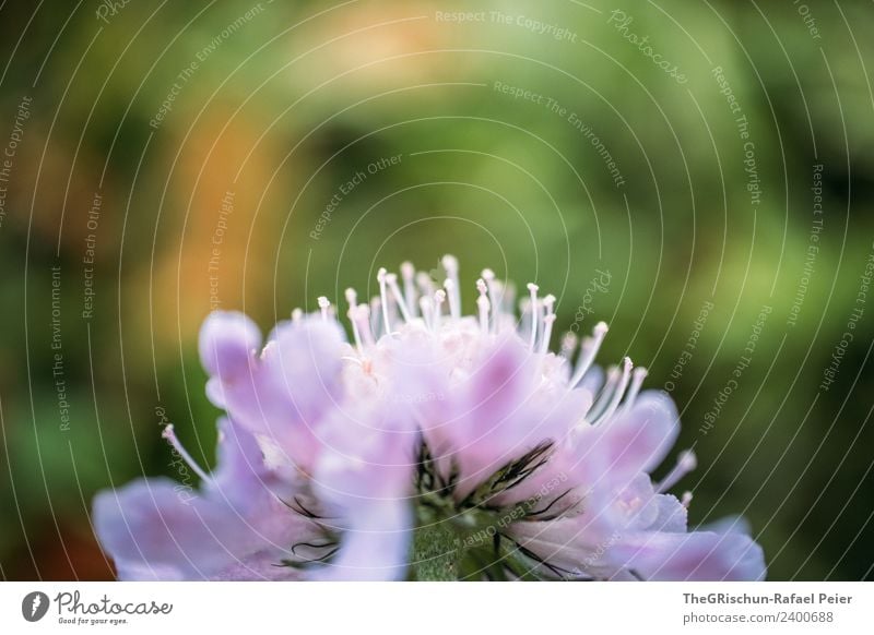 floral details Nature Plant Green Violet Flower Blossom Detail Macro (Extreme close-up) Pistil Pollen Colour photo Exterior shot Deserted Copy Space top