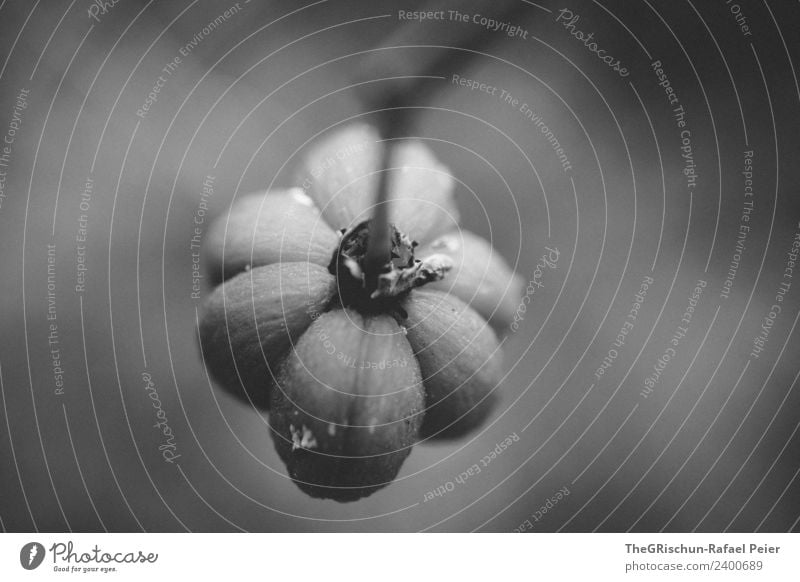 flower Plant Esthetic Black Silver White Flower Stalk Art Detail Black & white photo Exterior shot Close-up Macro (Extreme close-up) Deserted Copy Space right