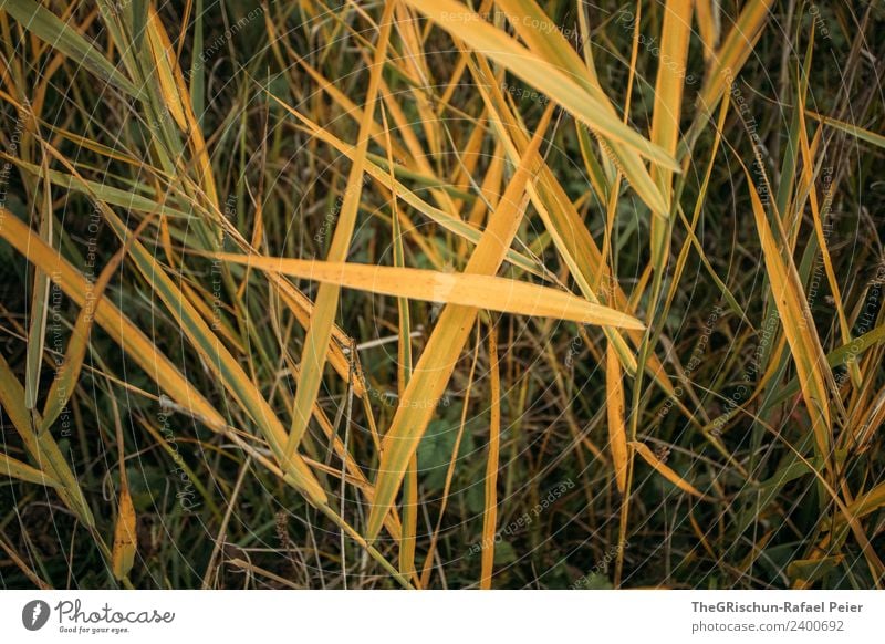 grass Nature Plant Yellow Gold Green Grass Common Reed Meadow Colour photo Exterior shot Close-up Detail Macro (Extreme close-up)