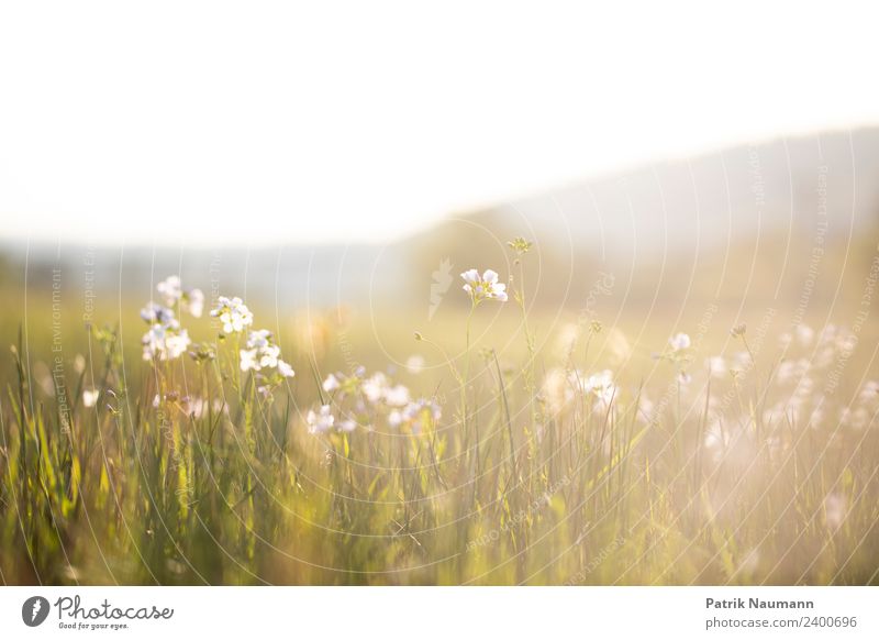 summer day Environment Nature Landscape Plant Animal Cloudless sky Horizon Spring Summer Beautiful weather Blossom Foliage plant Wild plant Meadow Bright Modern