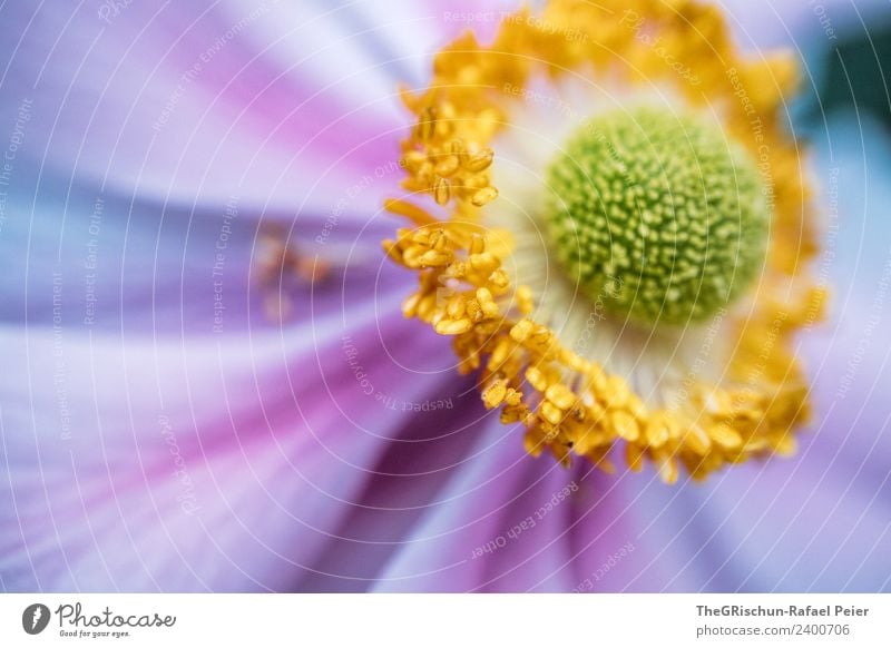 close-up Plant Esthetic Yellow Green Violet Detail Flower Blossoming Pollen Progress Multicoloured Round Structures and shapes Colour photo Exterior shot