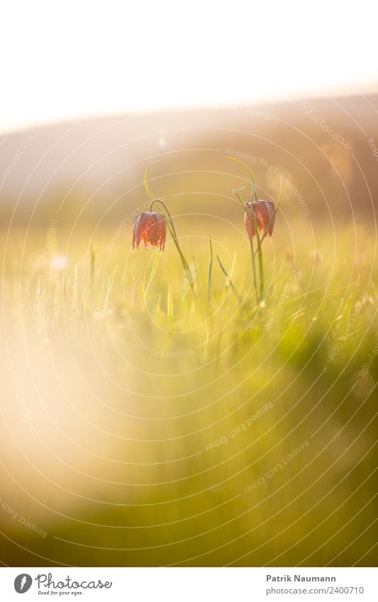 chess flower duo Art Environment Nature Landscape Plant Animal Sun Spring Climate Beautiful weather Blossom Exotic Snake's head fritillary pulsatilla vulgaris