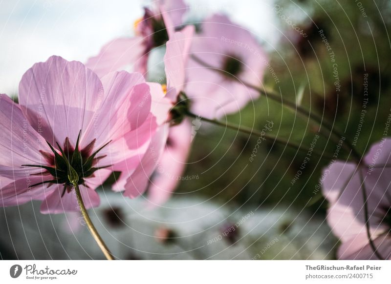 flowers Plant Gray Green Pink Flower Stalk Shadow Light Color gradient Pattern Structures and shapes Colour photo Exterior shot Detail Macro (Extreme close-up)