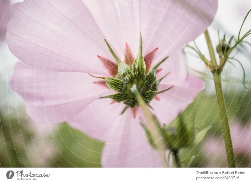 flower Plant Green Pink Stalk Blossom Blossoming Flower Growth Color gradient Structures and shapes Colour photo Exterior shot Detail Macro (Extreme close-up)