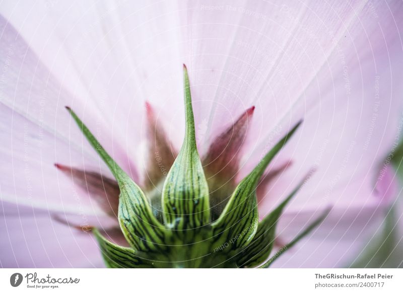 flower Plant Green Pink Flower Multicoloured Beautiful Detail Blossoming Growth Stalk Colour photo Exterior shot Macro (Extreme close-up) Copy Space top