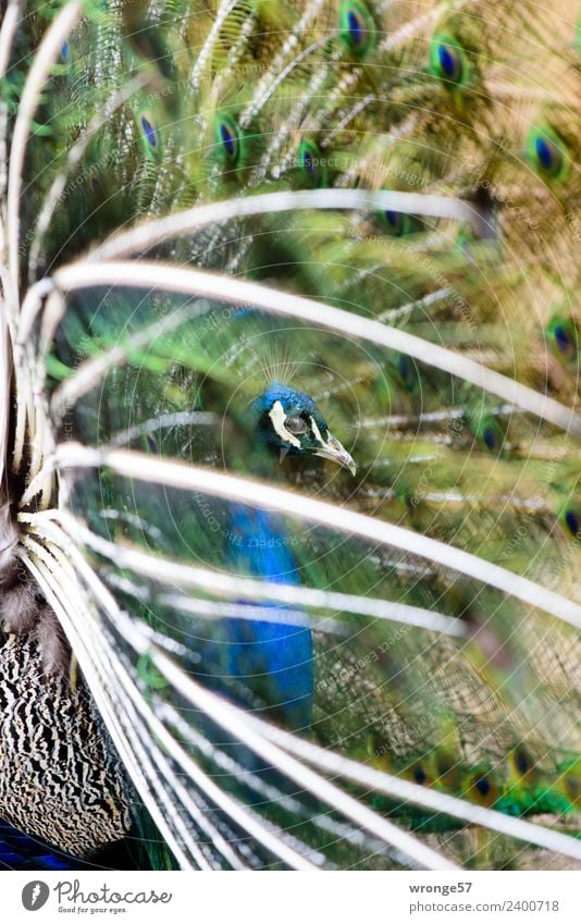 Blue Peacock Animal Bird 1 Elegant Exotic Beautiful Multicoloured Green Close-up Profile Feather Gamefowl Portrait format Colour photo Exterior shot Deserted