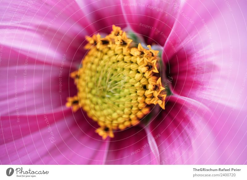 flower Plant Yellow Violet Pink Flower Blossom Structures and shapes Color gradient Pattern Detail Macro (Extreme close-up) Character Colour photo Exterior shot