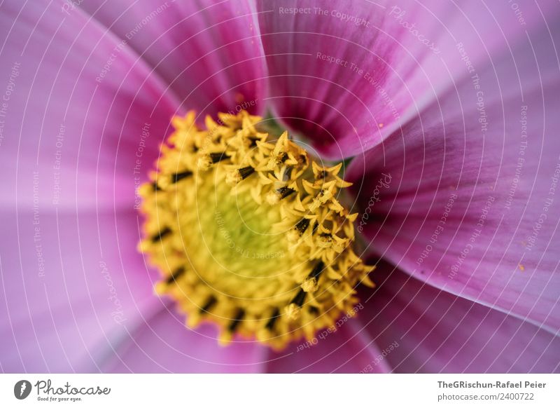 flower Plant Blossom Yellow Violet Pink Black Flower Color gradient Structures and shapes Round Colour photo Exterior shot Detail Macro (Extreme close-up)