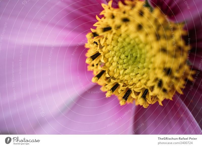 close-up Plant Yellow Violet Pink Flower Detail Blossom Pollen Color gradient Macro (Extreme close-up) Colour photo Exterior shot Copy Space left Light Shadow