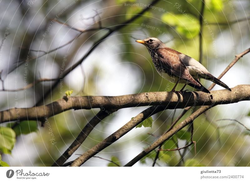 Juniper Thrush in Spring Nature Animal Beautiful weather Tree Garden Park Wild animal Bird Throstle Turdus Pilaris Songbirds 1 Observe Looking Free Natural