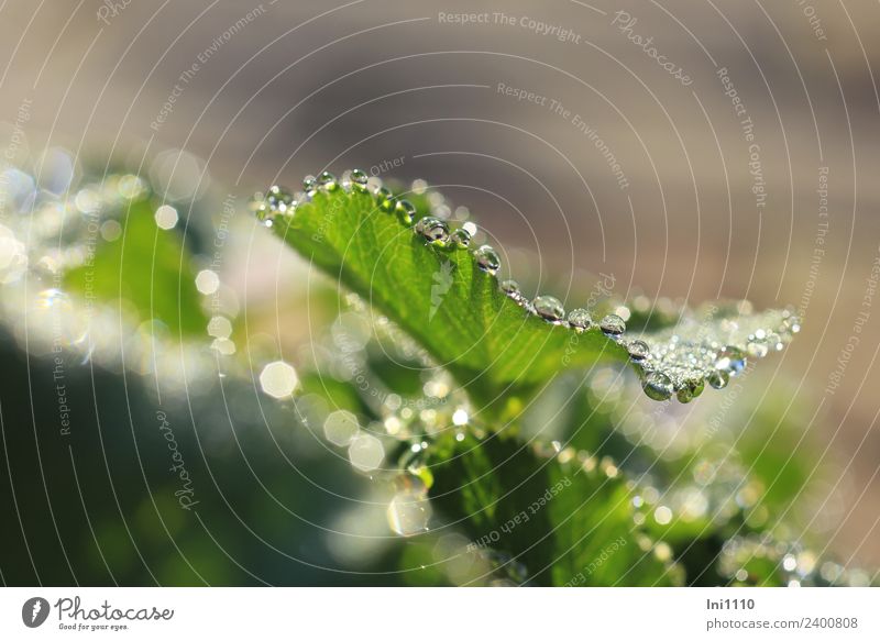 Lady's mantle with drops Plant Spring Beautiful weather Flower Leaf Alchemilla leaves Garden Park Yellow Gray Green Black Silver White Dew Pearl Drops of water