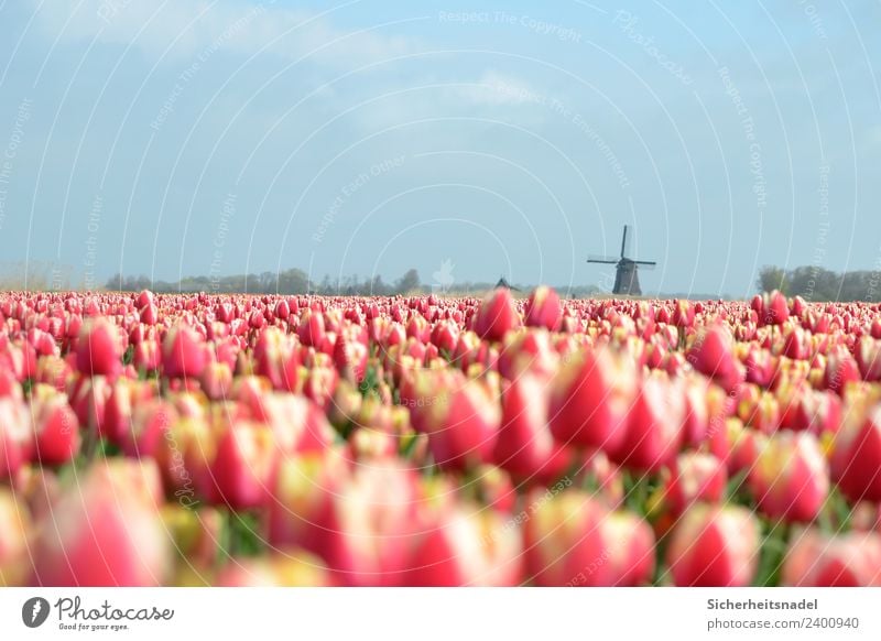 tulip field Plant Spring Beautiful weather Flower Tulip Blossom Field Red Pinwheel Windmill Tulip field Flower meadow Netherlands dutch Exterior shot