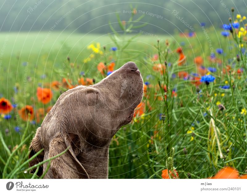 A dog's life. Beautiful Well-being Summer Flower Grass Wild plant Deserted Pet Dog 1 Animal Life Esthetic Poppy Cornflower Weimaraner Colour photo Multicoloured