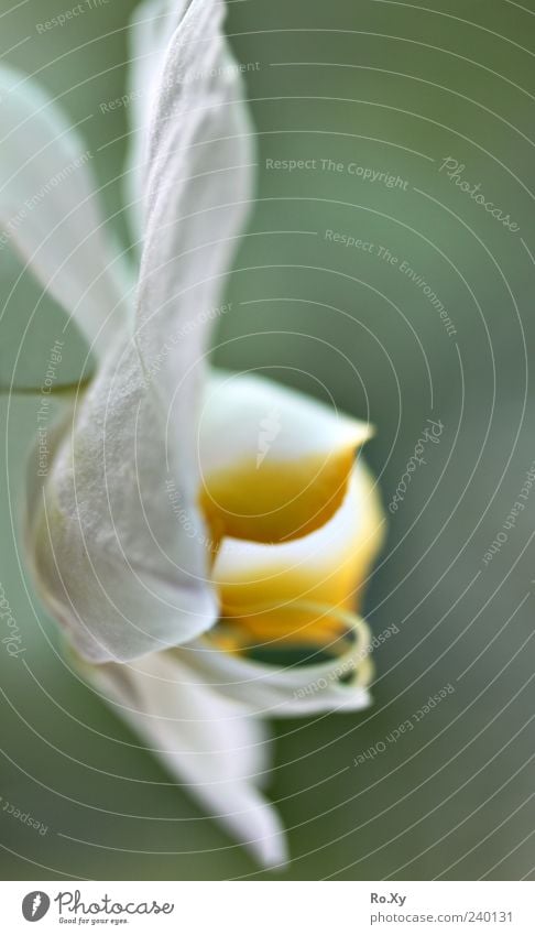 White Orchid Nature Plant Flower Blossoming Growth Exotic Large Blue Yellow Green Ophrys Leaf Bud Colour photo Interior shot Delicate Copy Space right Deserted