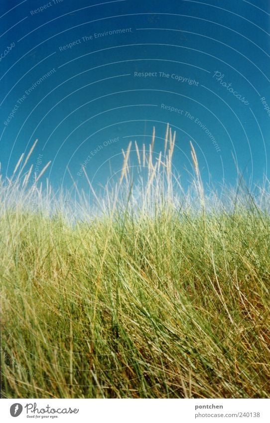 Dunes by the sea with a bright blue sky. Nature Environment Grass Foliage plant Blue Sky green Colour photo Exterior shot Day Contrast Cloudless sky