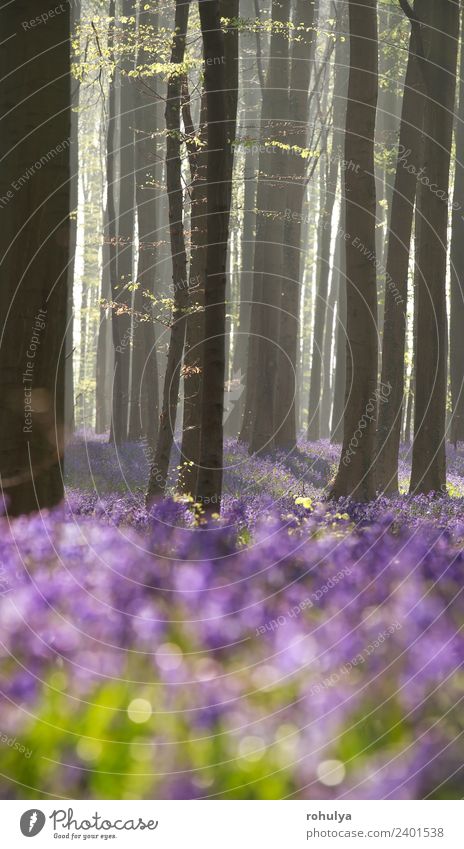 flowering spring forest in morning, Belgium Beautiful Nature Landscape Plant Sunrise Sunset Sunlight Spring Beautiful weather Tree Flower Blossom Wild plant