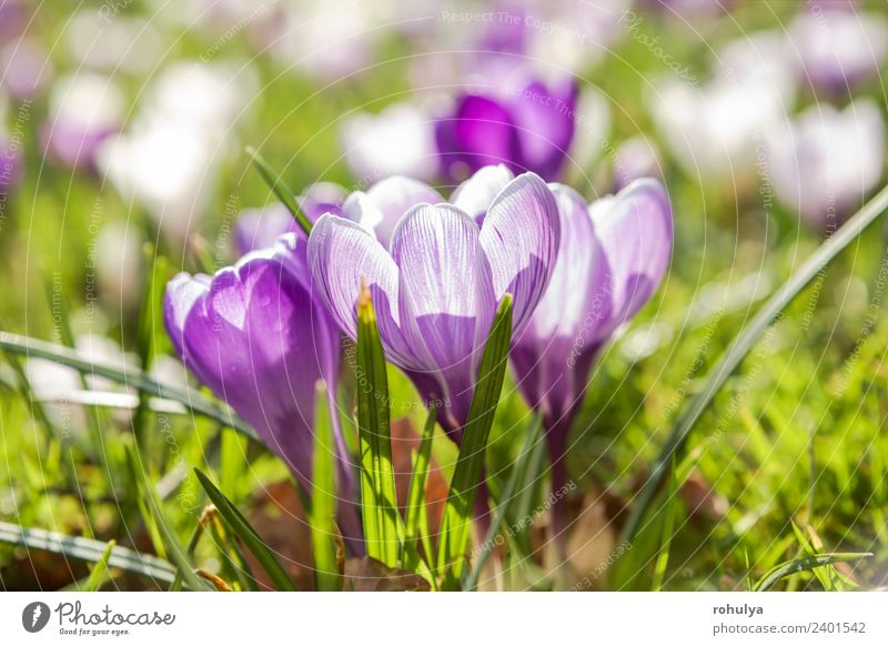 beautiful purple crocus flowers in sunshine outdoors Beautiful Nature Plant Sunlight Spring Beautiful weather Flower Grass Blossom Wild plant Park Meadow Fresh