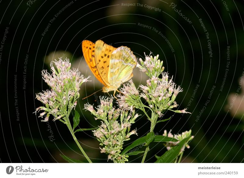 Butterfly Ling Animal 1 To feed Calm Colour photo Exterior shot Close-up Detail Macro (Extreme close-up) Day Contrast Sunlight Blur Shallow depth of field