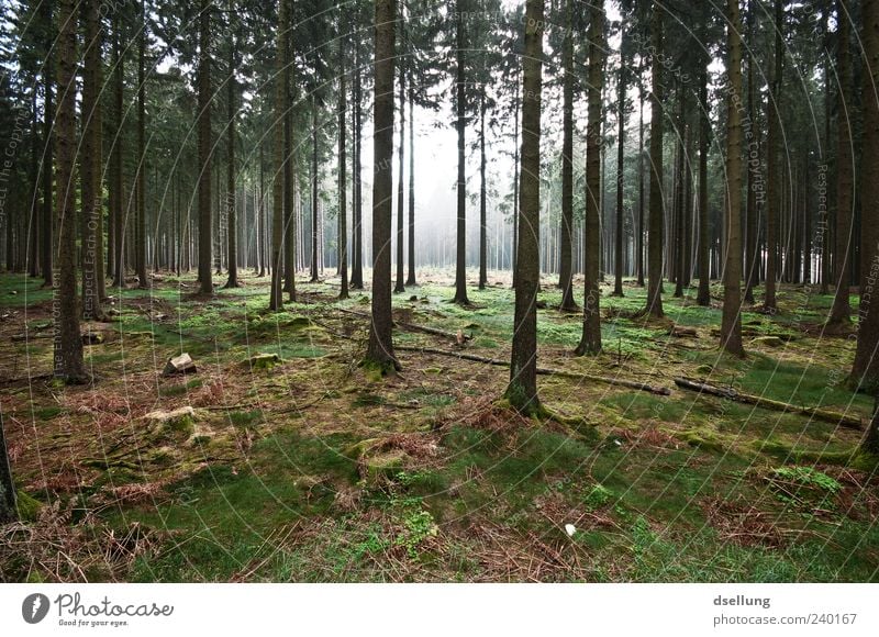 clearing Environment Nature Landscape Plant Spring Tree Grass Wild plant Forest Dark Large Natural Brown Gray Green Colour photo Exterior shot Deserted Day