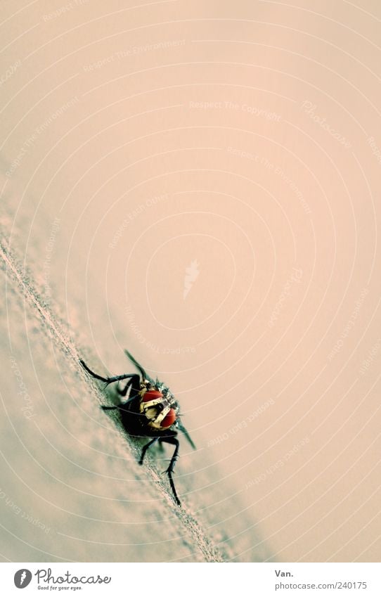 puck Animal Fly 1 Pink Red Insect Colour photo Subdued colour Exterior shot Close-up Copy Space right Copy Space top Neutral Background Day