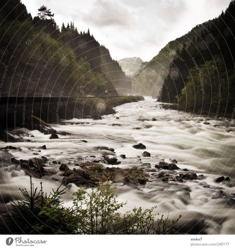 whitewater taming Forest Mountain River bank Nature Foam White crest Norway Gray Inject Subdued colour Exterior shot Deserted Copy Space top Long exposure Blur