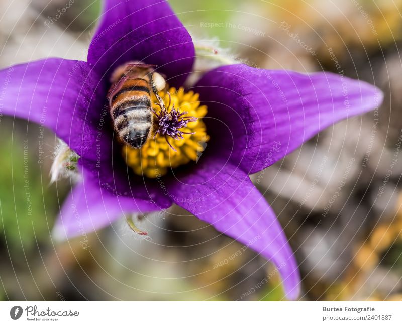 Bee at Work Flower Anemone Beautiful Violet 2018 Mörnsheim Burtea Photography Macro (Extreme close-up) Colour photo Close-up Detail Deserted Day Sunlight Blur