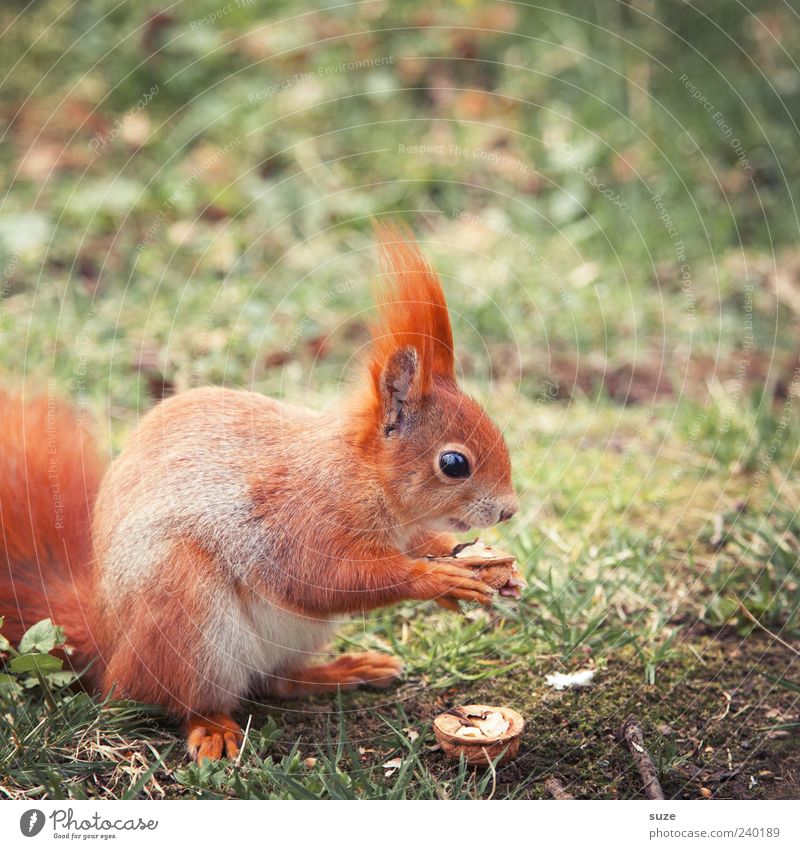 breakfast Environment Nature Plant Animal Grass Meadow Pelt Wild animal To feed Feeding Cute Beautiful Love of animals Nut Walnut Squirrel Rodent Colour photo