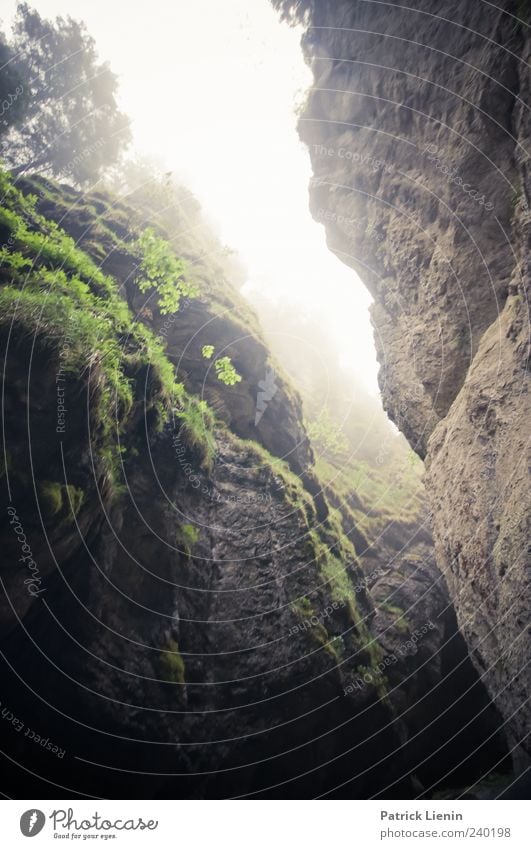 mystic morning Environment Nature Landscape Elements Sky Climate Weather Fog Plant Rock Mountain Natural Wild Inspiration Moody Colour photo Subdued colour