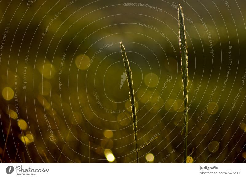 grass Environment Nature Plant Sunlight Summer Grass Meadow Growth Glittering Natural Beautiful Wild Moody Colour photo Subdued colour Exterior shot Light