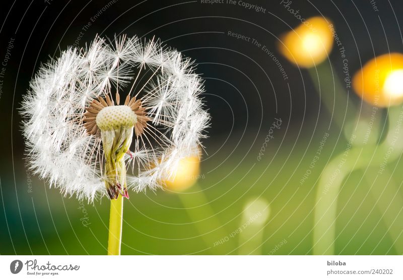 blowing Plant Wild plant Yellow Green Black White Esthetic Transience Lose Time Future Attachment Dandelion Blow Colour photo Copy Space right Flash photo