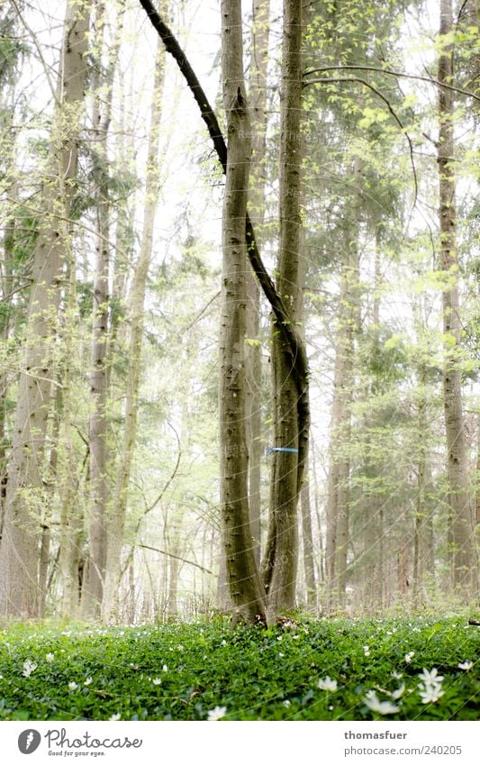 Family tree in Friedwald Nature Landscape Sky Spring Fog Tree Grass Wild plant Meadow Forest Natural Moody Secrecy To console Calm Hope Humble Grief Peace