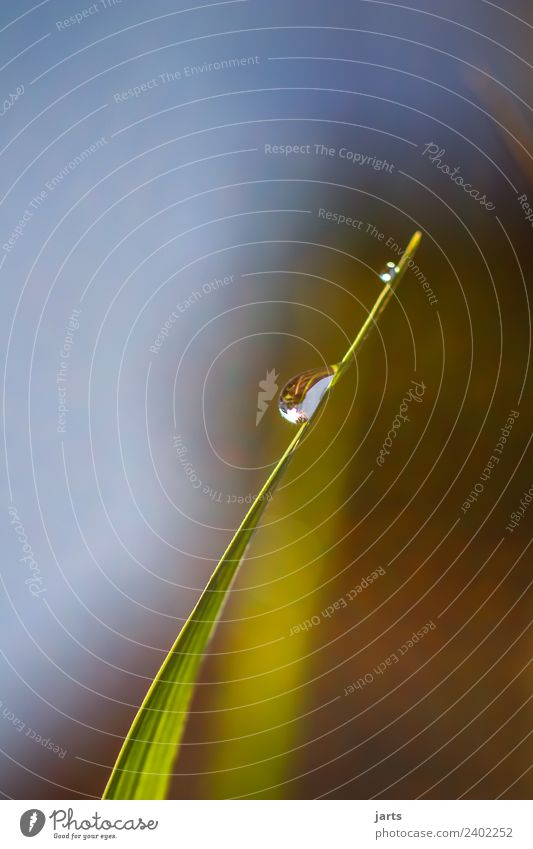 water drops Water Drops of water Beautiful weather Plant Grass Meadow Fresh Wet Natural Green Nature Dream Colour photo Exterior shot Close-up Detail Deserted