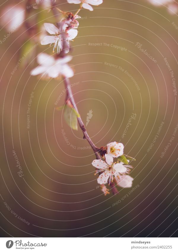 Cherry blossom in the evening light Nature Plant Spring Tree Blossom Garden Blossoming Fragrance Hang Dream Esthetic Fresh Green Pink Spring fever Anticipation