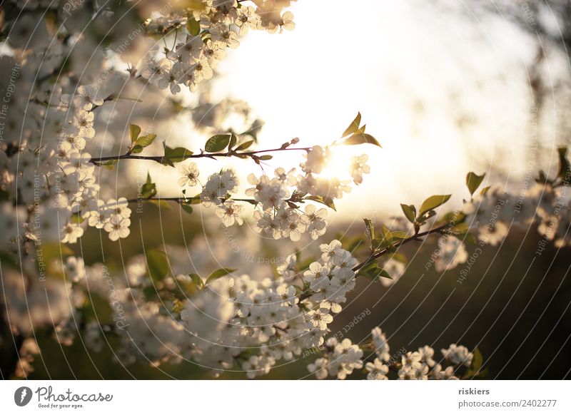 spring lights blossoms Sun Spring Light Illuminate evening light Nature naturally Plant Blossom Delicate White Blossoming Sunlight blurriness