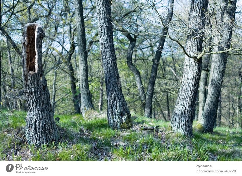 tree stump Calm Trip Freedom Environment Nature Landscape Tree Grass Forest Esthetic Uniqueness Growth Tree stump Hollow Tree trunk Colour photo Exterior shot