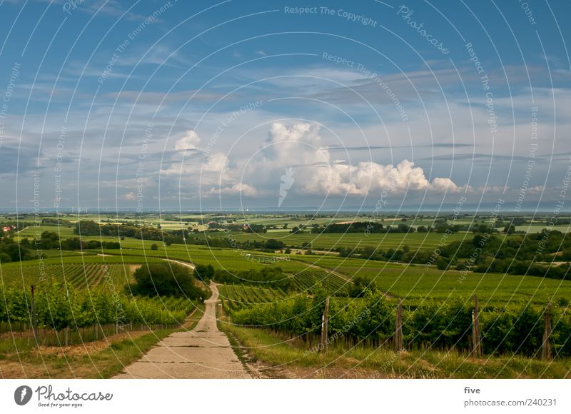 to the good of the palatinate Nature Landscape Sky Clouds Horizon Sunlight Summer Beautiful weather Plant Tree Grass Vine Meadow Hill Lanes & trails