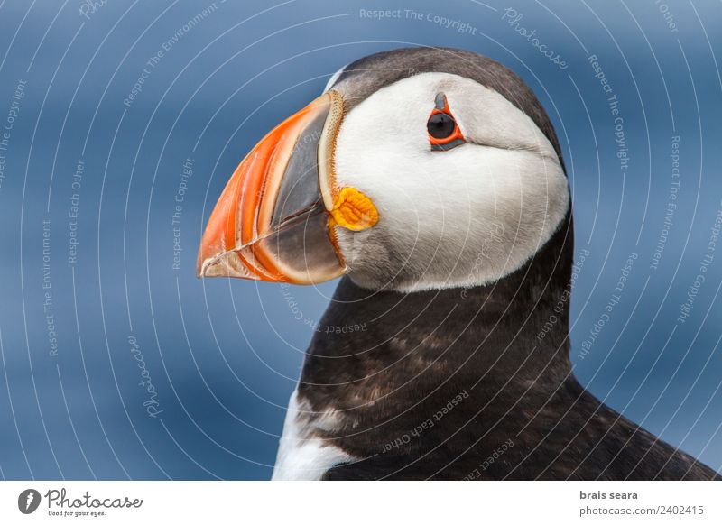 Atlantic Puffin Environment Nature Animal Coast Wild animal Bird 1 Environmental protection fratercula artica aves animals wildlife vertebrate vertebrates