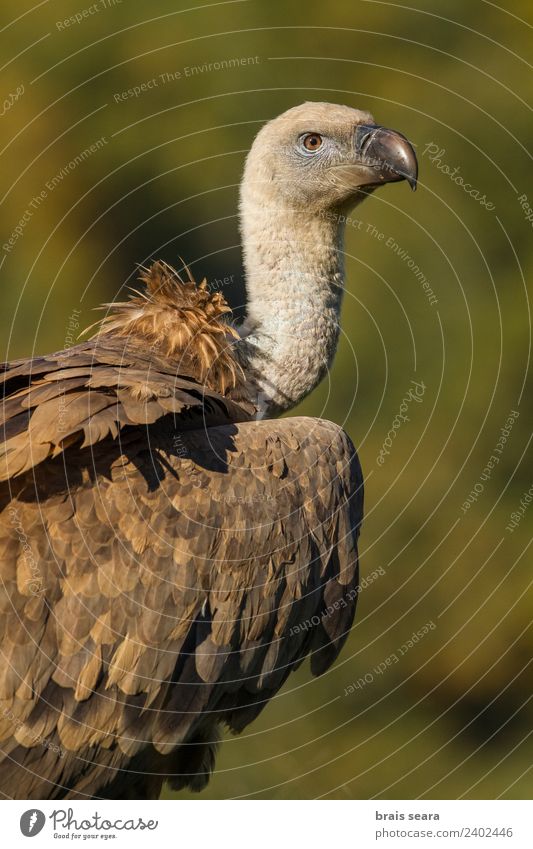 Griffon Vulture Environment Nature Animal Autumn Field Wild animal Bird 1 Love of animals Colour Environmental protection wildlife vertebrate vertebrates