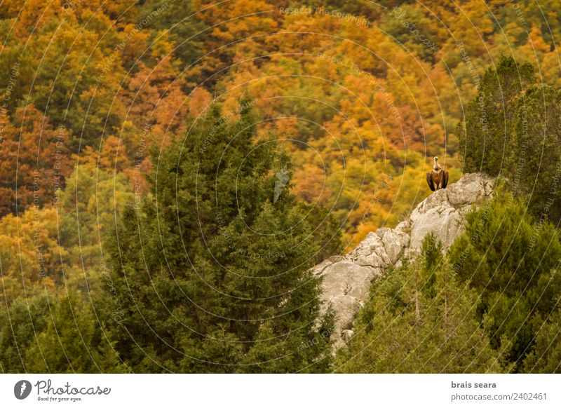 Griffon Vulture Mountain Education Biology Adults Environment Nature Landscape Animal Autumn Forest Wild animal Bird 1 Stone Natural Love of animals Colour