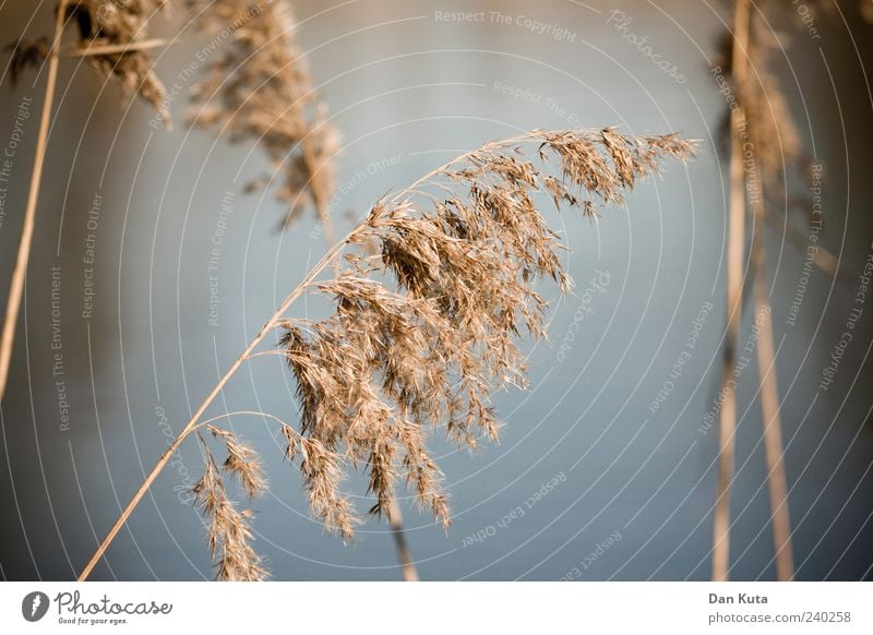 grazed Nature Summer Grass Calm Brown Blur Faded Colour photo Exterior shot Detail Deserted Light Shadow Shallow depth of field Grass blossom