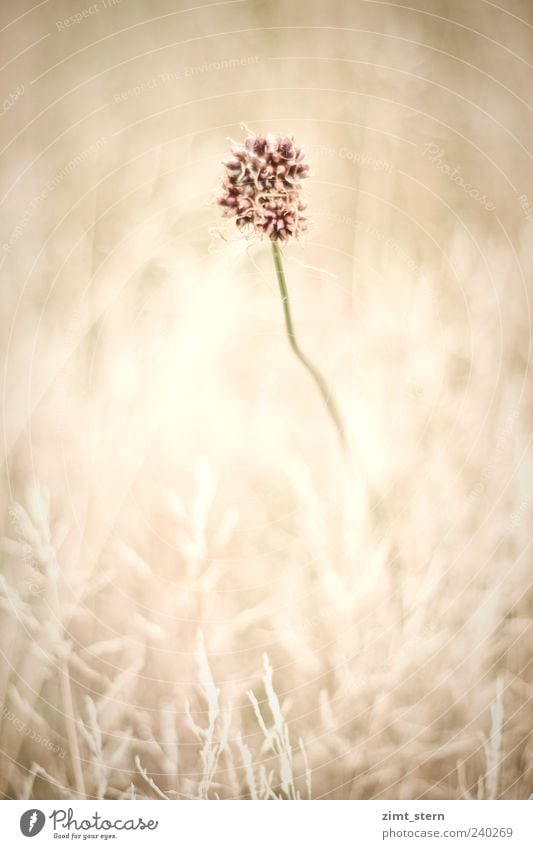 Delicate meadow picture with a flower in the middle Environment Nature Plant Summer Flower Grass Blossom Meadow Faded Esthetic Exceptional Brown Pink Beautiful