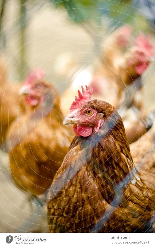 Eye to eye with woman chicken Keeping of animals Animal Farm animal Animal face Barn fowl Group of animals Looking Brown Red Cluck Multicoloured Exterior shot