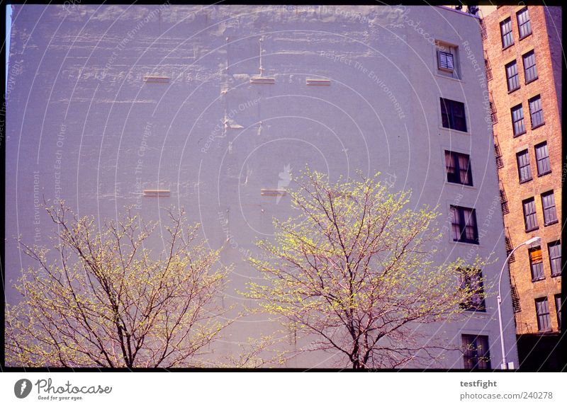 zett´s corner House (Residential Structure) Tree Town Wall (barrier) Wall (building) Facade Stone Old Sharp-edged Hideous Tall New York City Window Colossus