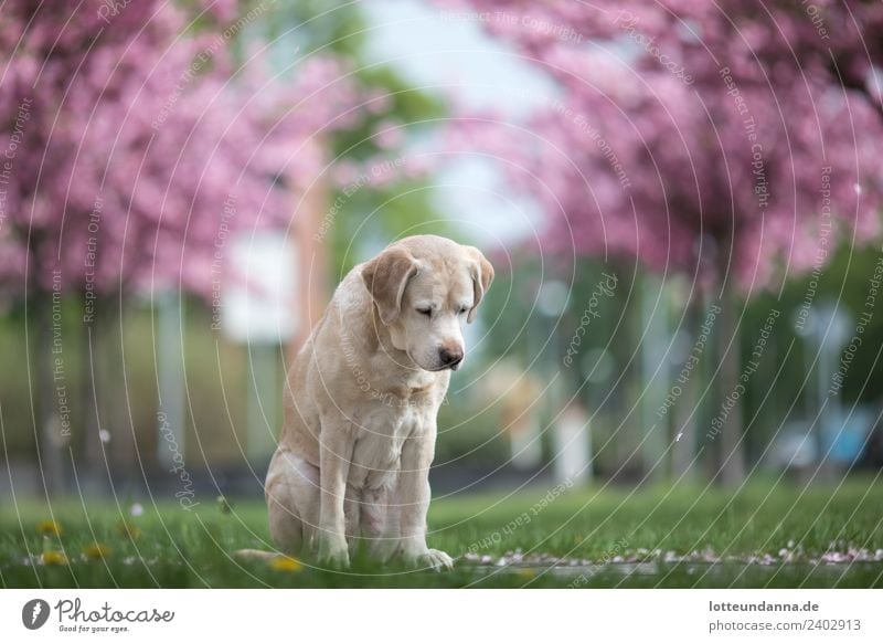 Labrador Retriever & Cherry Blossoms Animal Pet Dog 1 Spring fever Love of animals Romance Dog's head Puppydog eyes Cherry blossom Colour photo Exterior shot